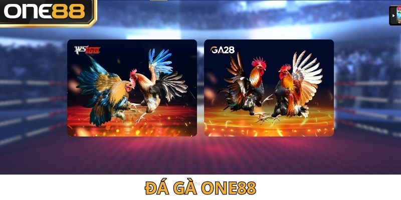 Đá gà là loại hình bạn nên trải nghiệm